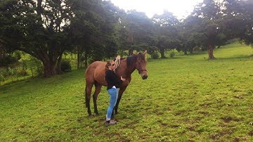 Working with a herd bound horse