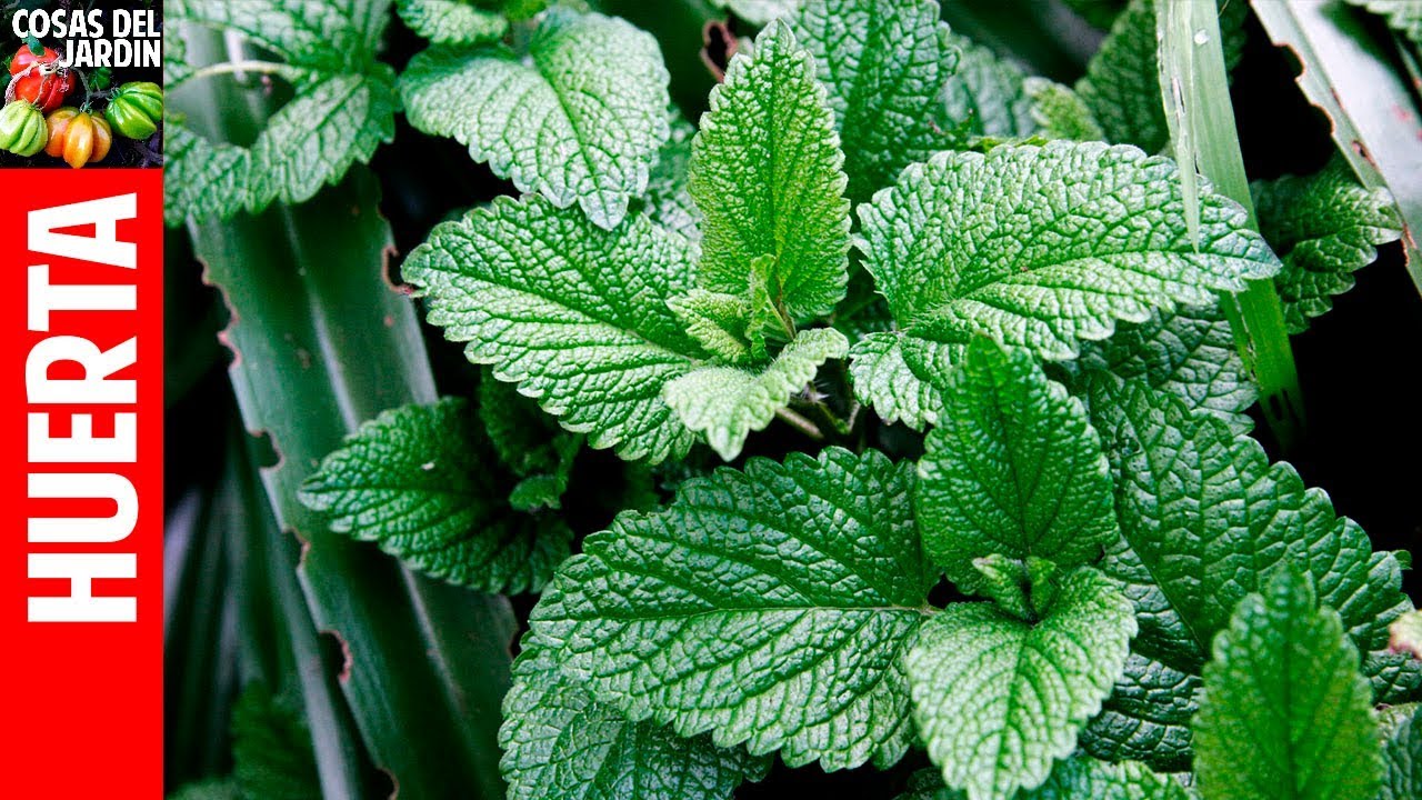 Hierbabuena y menta es la misma planta