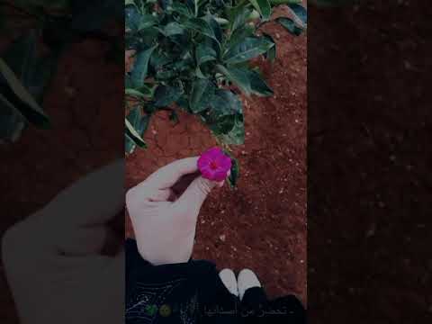 تصويري العمر في بسماتها انشودة اناشيد اسلامية حالات واتس اب