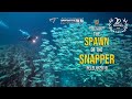 Spawn of the Snapper.  20,000+ Sailfin Snapper spawning aggregation.