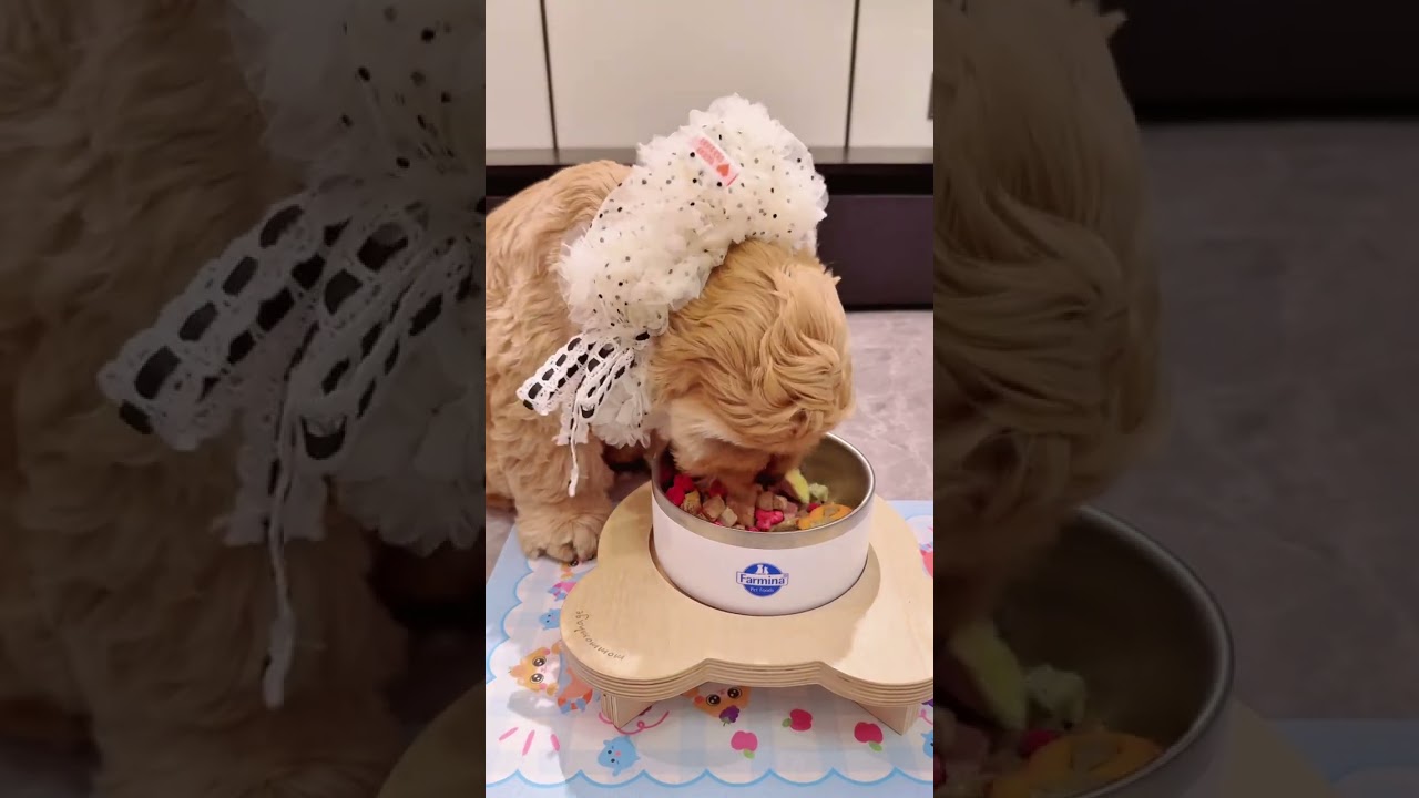 干粮的天下 #萌宠出道计划 #配餐 #喂猫日记 #狗狗配餐 #猫狗双全