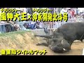 風神大王x沖永開発北斗号 1997.11.9(重量級タイトルマッチ) 【沖縄闘牛大会にて】