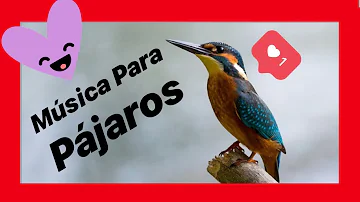 ¿Qué música les gusta a los pájaros?