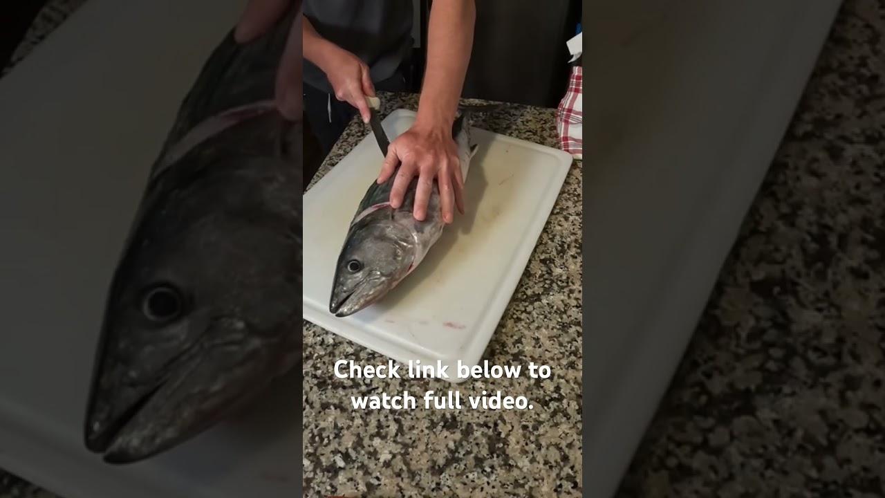 How to fillet Atlantic Bonito.🐟🐟🔪🍣