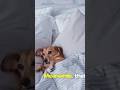 The Furniture Fraud #pets #doglife #spoileddog #sofapets #cutedogs #dogowner #dogbed