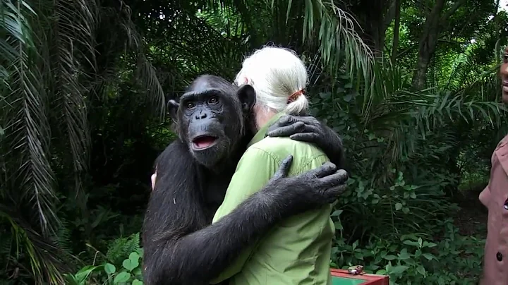 Jane Goodall Releases Chimp