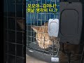 스케일링 받으러 가는 겁쟁이 냥이들 😭“Scaredy cats on their way to dental scaling 😭”