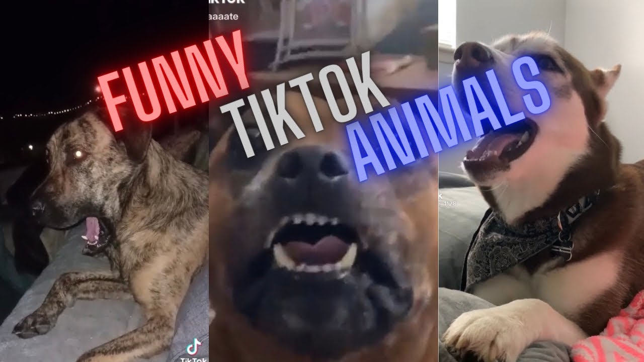 Hilarious animal TikToks to make you smile YouTube