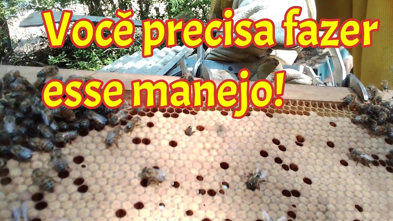 Você precisa fazer esse manejo nas melgueiras!