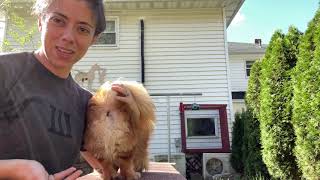 MANAGING YOUR DOGS PERINEAL HERNIA WITHOUT SURGERY