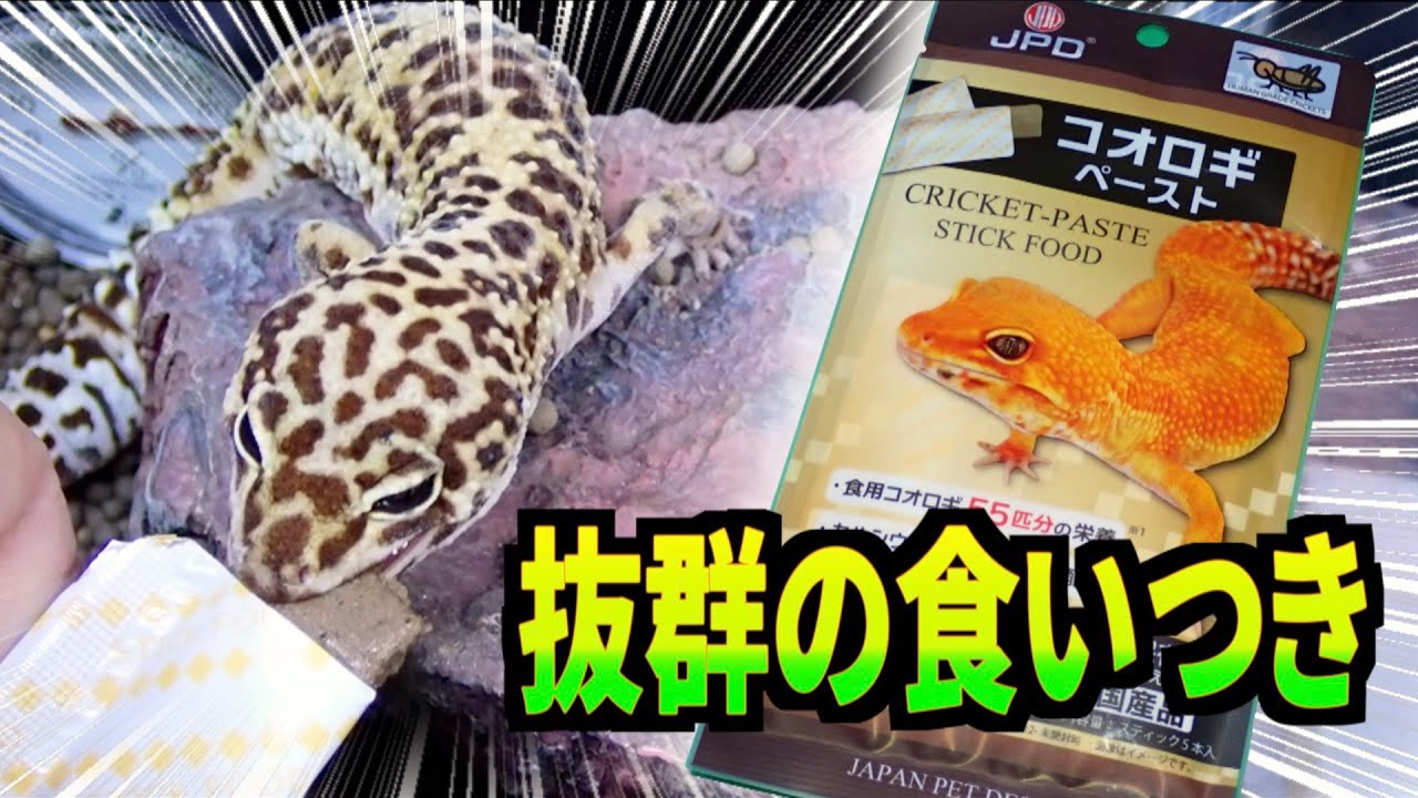 Cricket paste for reptiles (Japanese products)