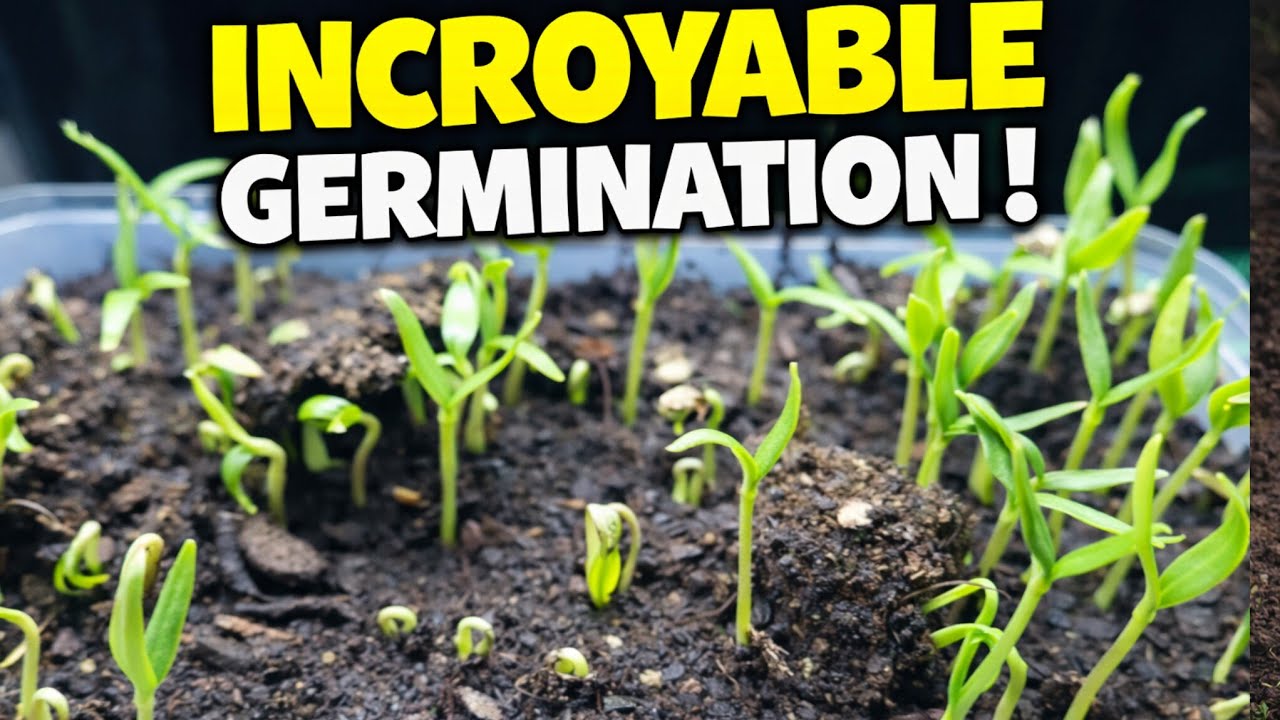 Простой способ успешного посева семян перца. 🌶️ 2026