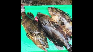 Ngón Ngon Đặc Sản Chợ Phan Thiết, Hải Sản Tươi Sống Quá Đã