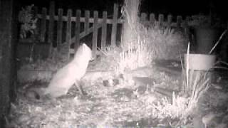 Snooty pretty sitting down.AVI