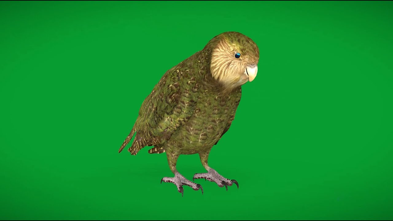 Kakapo Owl Parrot - Superhive (formerly Blender Market)