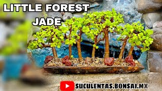 LITTLE FOREST BONSAI JADE PRUNING ????? portulacariaafra