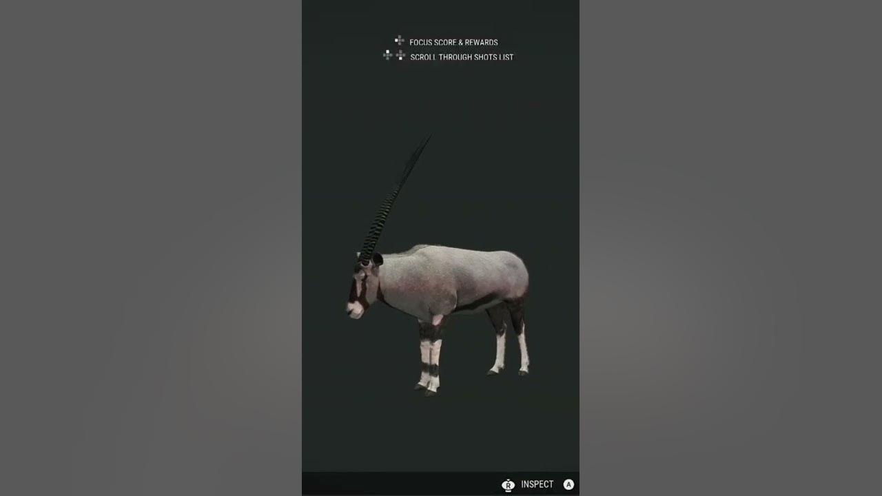 max-weight-and-max-score-gemsbok-the-hunter-cotw-youtube