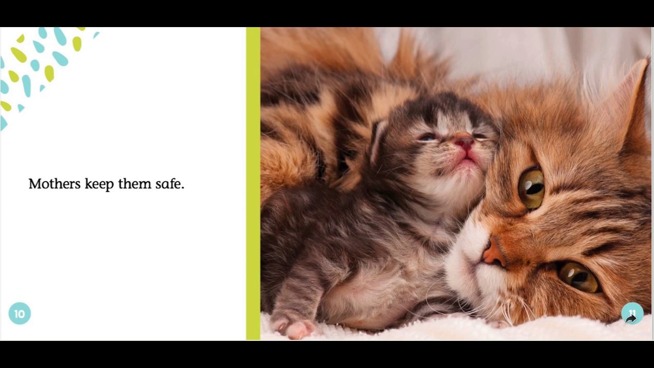 Kittens- Nonfiction Read Aloud