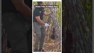 The sugar cane that Gibran cut was made of teak wood... just say it