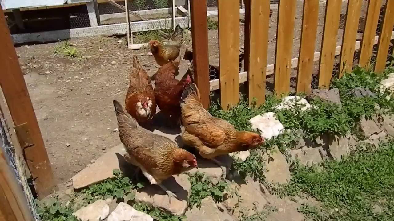 The Running of the Chickens YouTube
