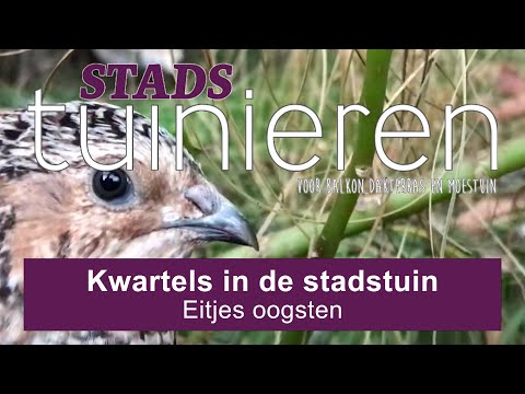 Video: Hoe Om Kwartels Te Stop