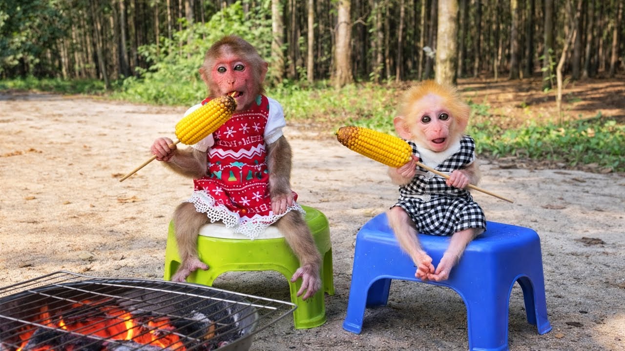 So Adorable! Cute Monkey Kyo & Buna Enjoy a Fun Outing with Dad 💕