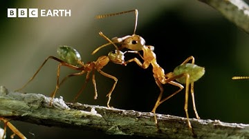 2 Hours of Breathtaking Wildlife Scenes Narrated by David Attenborough | BBC Earth