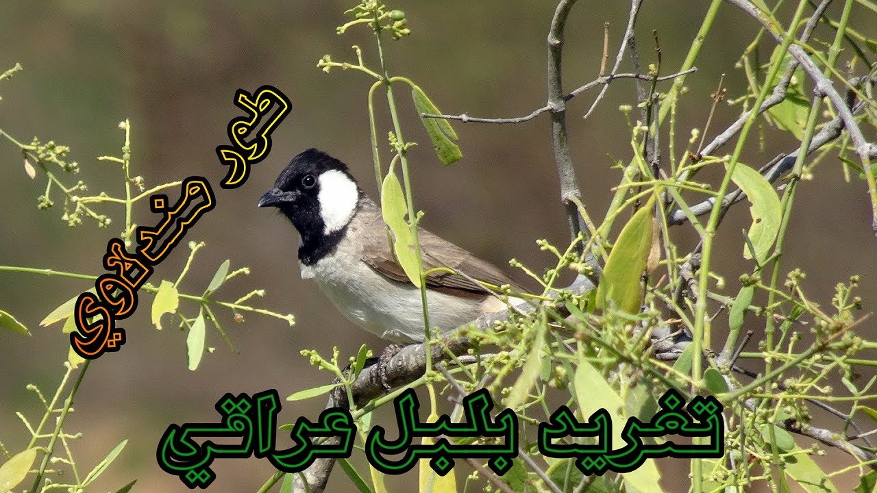 تغريد بلبل عراقي طور مندلاوي حنجرة عذبة