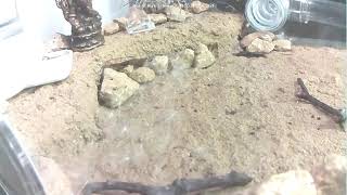 🐜 Arena, Day 1287 #1, Messor Barbarus Ant Farm Video Diary