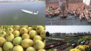 Chuyển đổi cơ cấu cây trồng, vật nuôi và thích ứng biến đổi khí hậu ở ĐBSCL đạt hiệu quả tốt