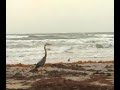 Birding & Nature in Port Aransas, Texas