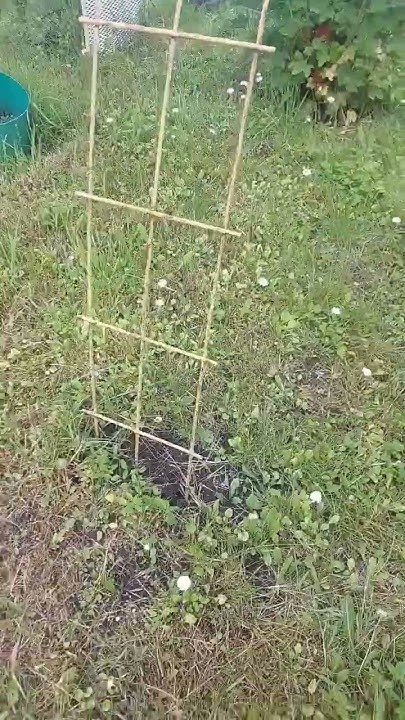 Шпалера для ежевики из строительной сетки #дача #цветы #сад #garden # ...