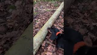 Maybe this stick is little to big 😀😀Credits to IG @loulouminidachshund #dachshund #funnyshorts Net Worth