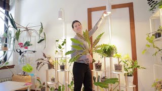 Why I'm Not Growing BIG PLANTS Anymore - Mealybugs, Spider Mites, Clear Nursery Pots & Grow Lights