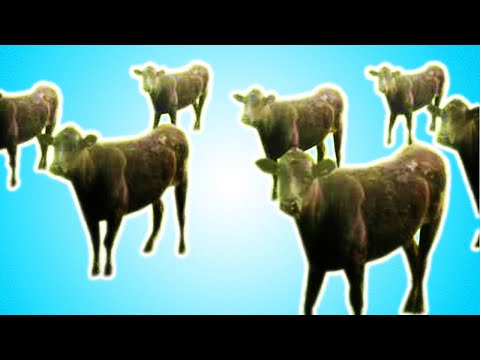 If I feel uncomfortable, the video ends - Cows and Cows and Cows