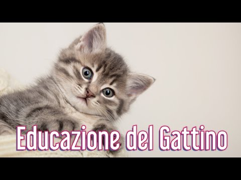 Video: Regole Di Base Per L'accoppiamento Dei Gatti E Caratteristiche Della Loro Preparazione
