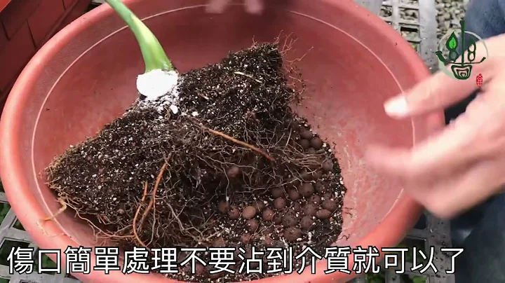 树大分枝，锦锻蔓绿绒大了要？分株或换盆，眉角在哪？请看小编示范。【观叶植物系列#3】 - 天天要闻