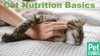 Cat Nutrition Basics: cat food pros and cons, picky cats, obesity and do cats really love fish? by PetCubes Official 1,834 views 1 year ago 12 minutes, 20 seconds
