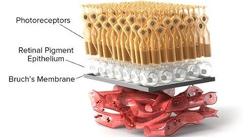 Retinal Pigment Epithelium & Bruchs Membrane (RPE & BM)