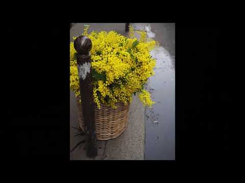 さよならだけは言わないで　五輪真弓 cover