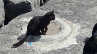 Sahilde Kediler Için Yapılmıș Su Içme Noktası