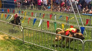 The Banana Derby - Monkeys Racing on the Backs of Dogs - Full Show (07-13-19)