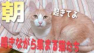 朝寝ていたら猫たちが鳴きながら起こしに来ました...