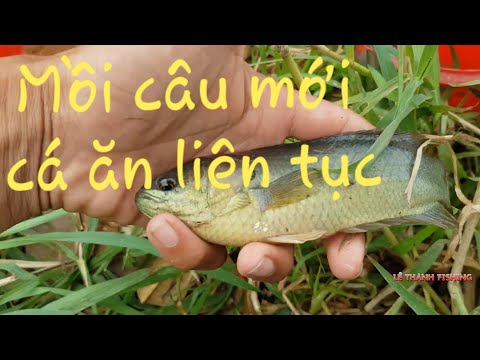 Video Câu cá rô, cá chốt cờ bằng mồi cám siêu nhạy | Câu cá... - youtube