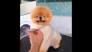 ⁣Pomeranian Puppy Loves Getting A Haircut   Daily Picks and Flicks