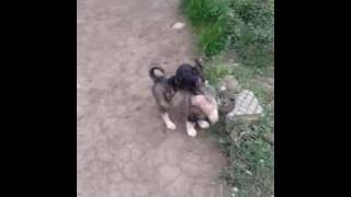 Prodava se kangal i dober mam 0897818373