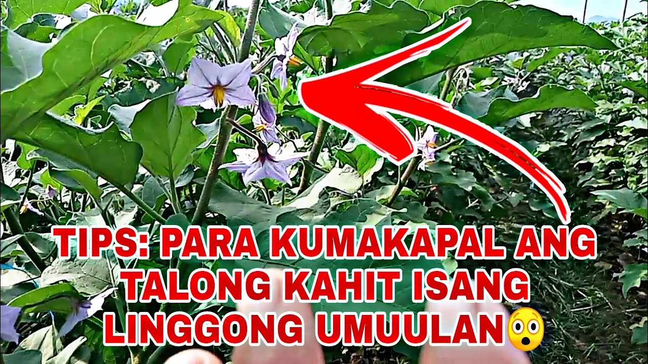 🔴MAKAPAL PARIN ANG TALONG KAHIT SUNOD SUNOD ANG ULAN