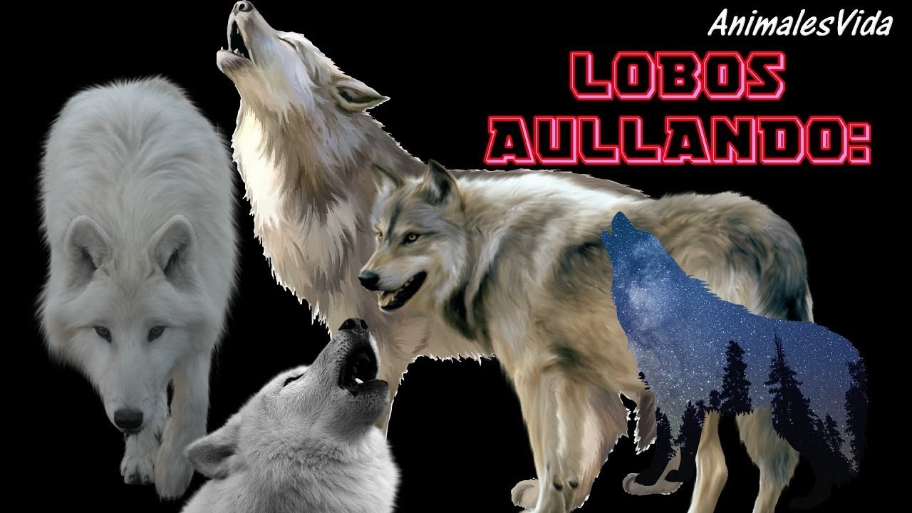 Introducir 69+ imagen sonido propio de los lobos - Abzlocal.mx