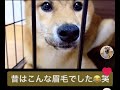 【柴犬】眉毛犬ガルボ