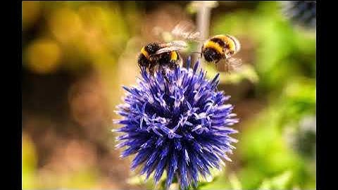 Buzzing bees swarming sound effects